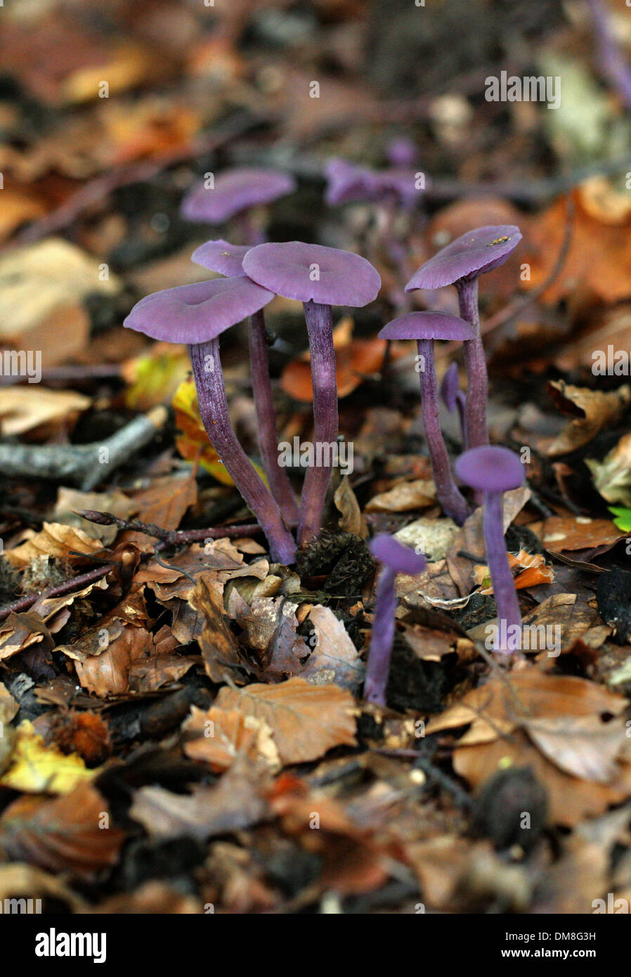Le fourbe améthyste Laccaria amethystina, champignon, Hydnangiaceae. Banque D'Images