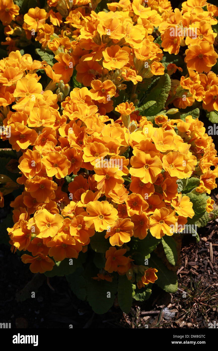 Primula 'Orange', Crescendo Primulaceae. Banque D'Images