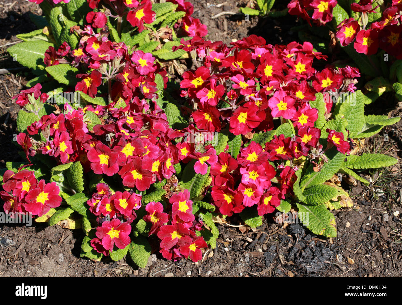 Primula 'Crescendo' Vin, Primulaceae. Banque D'Images