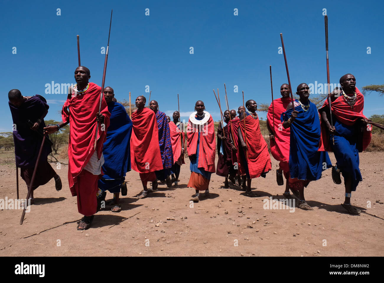 Un groupe de guerriers Massaïs effectuer une sorte de mars-passé lors de la traditionnelle cérémonie Eunoto effectuée dans une cérémonie de passage à l'âge adulte pour les jeunes guerriers dans la tribu Masaï dans la zone de conservation de Ngorongoro cratère dans la région des hautes terres de Tanzanie Afrique de l'Est Banque D'Images