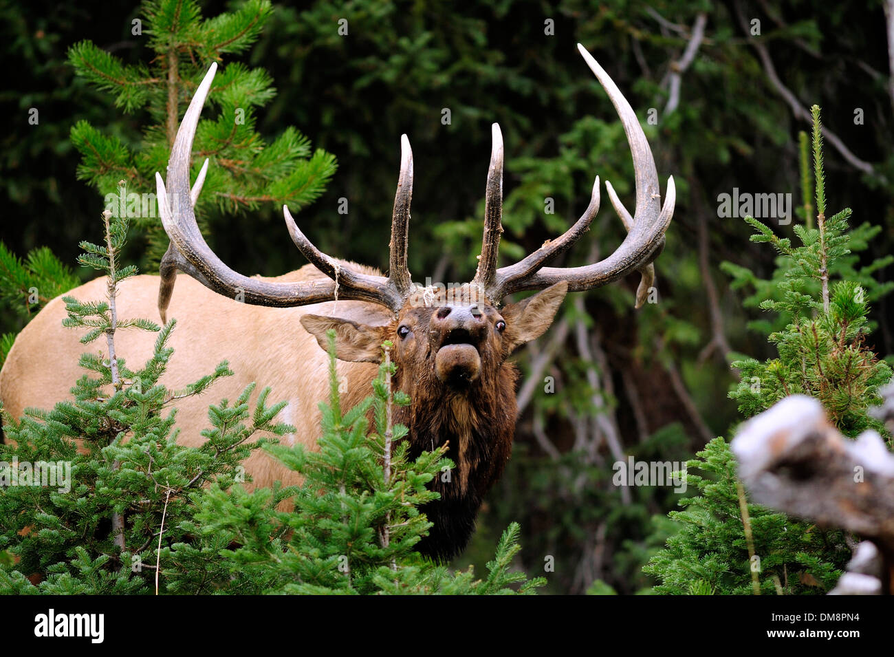 6x6 bois bull elk point géant de charge et beuglant pour la domination avec Crazy Eyes Banque D'Images