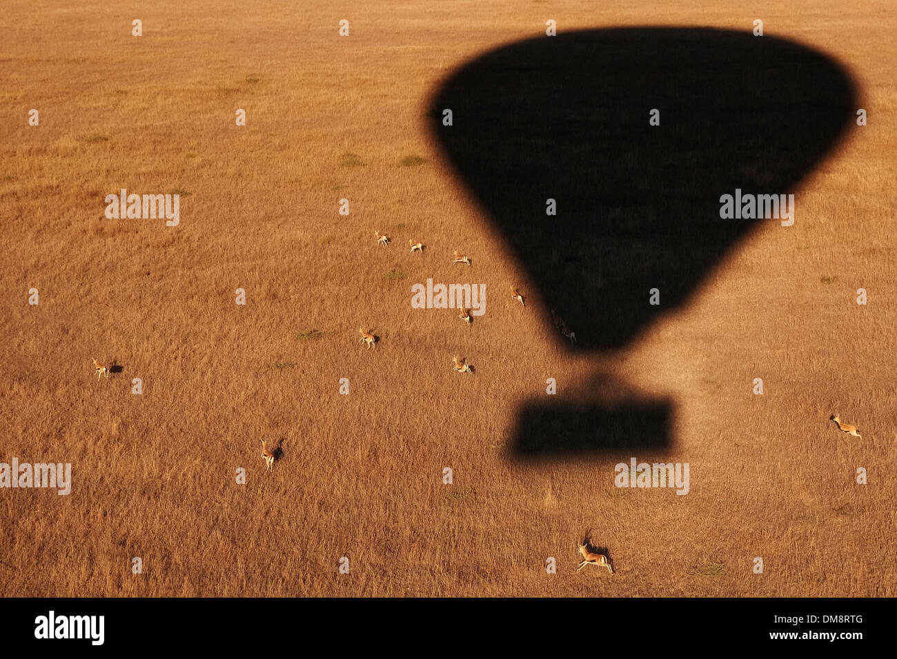 Un ballon à air chaud jeter une ombre sur le parc national de Serengeti Tanzanie du Nord Afrique de l'Est Banque D'Images