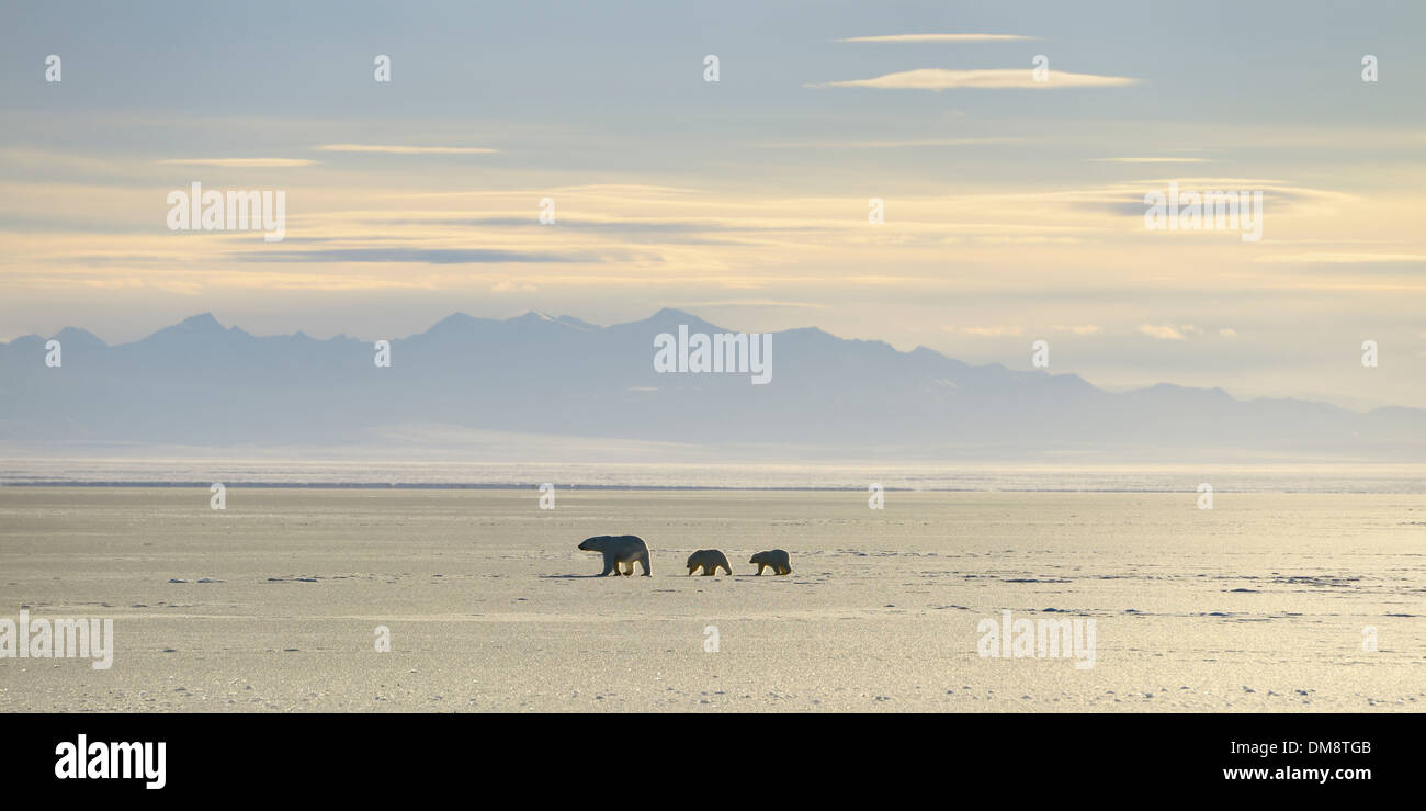 Polar bear sow et d'oursons qui se profile à kaktovik lagoon océan arctique de l'alaska avec Brooks Range Mountains Banque D'Images