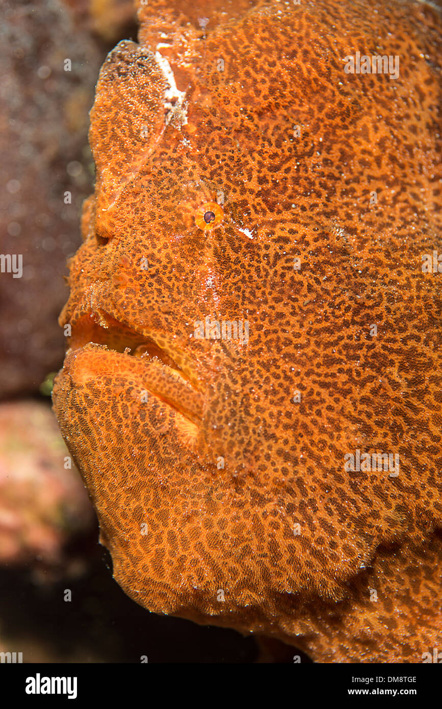 Poisson grenouille géant orange assis sur un corail attendent la proie de nager par Banque D'Images