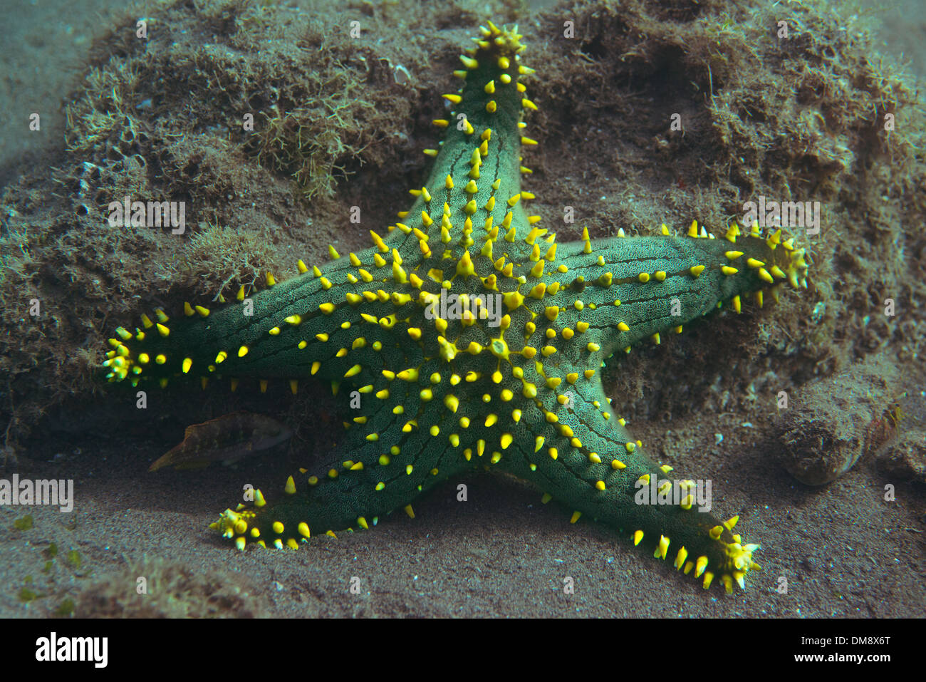 Starfish bulbés au fond de l'océan Banque D'Images
