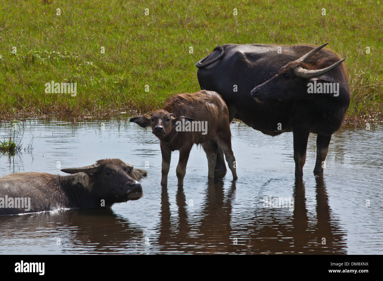 Le buffle d'eau profitez d'une baignade - LE SUD DE LA THAÏLANDE Banque D'Images