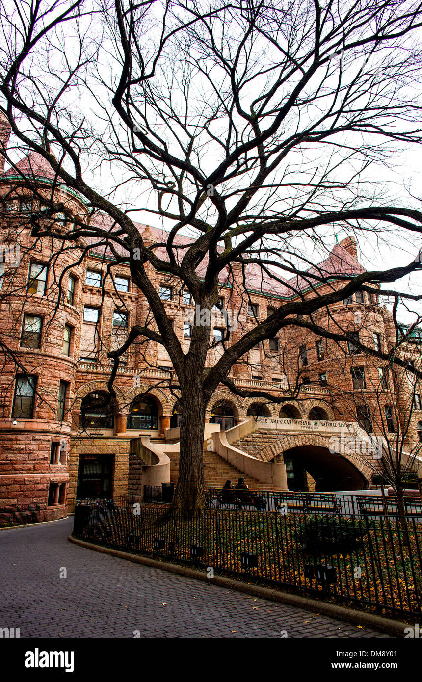 Le Musée d'Histoire Naturelle se trouve derrière un arbre dans la ville de New York le 10 janvier 2013. Banque D'Images