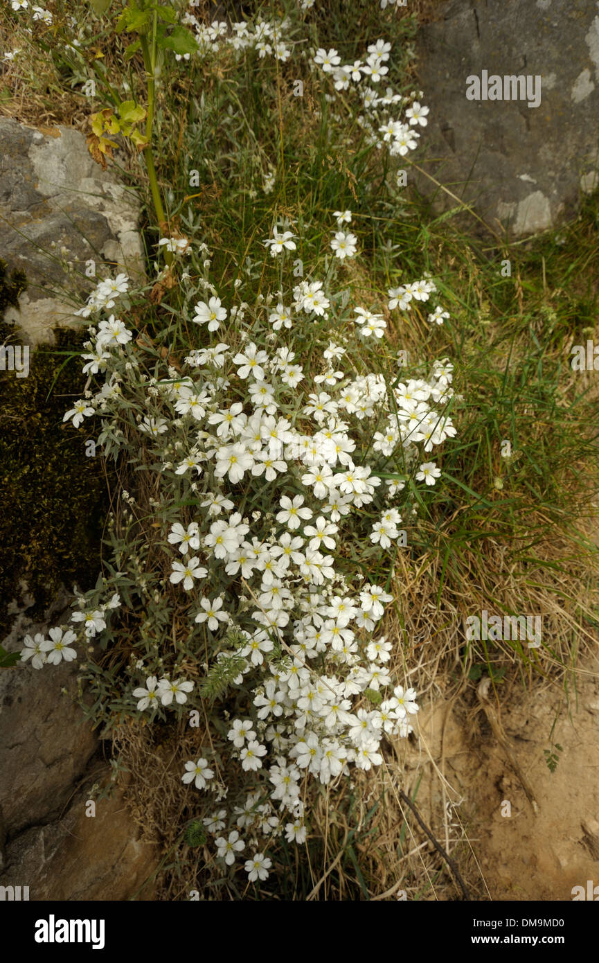 La neige en été, Cerastium tomentosum Banque D'Images