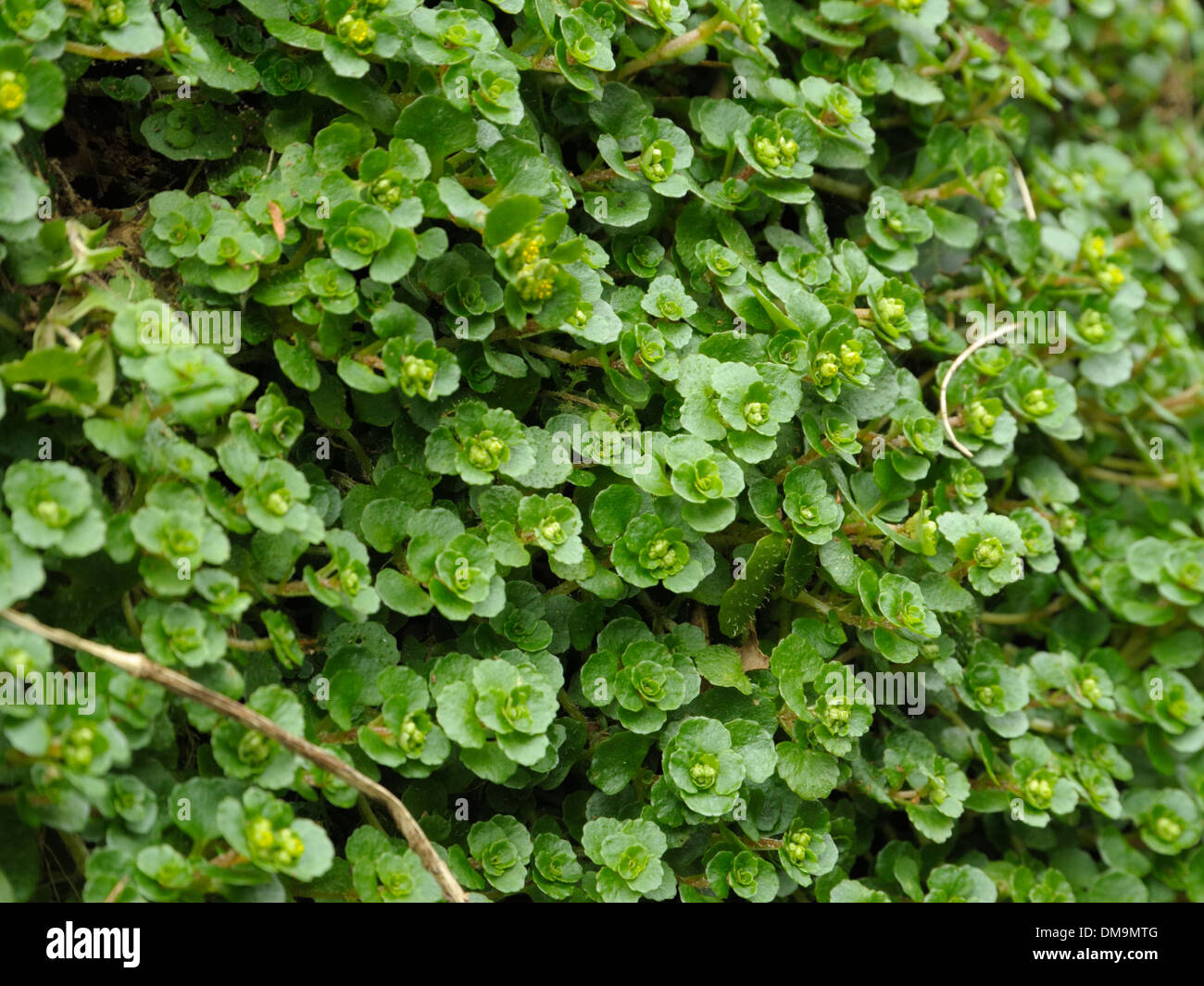 En face d'or à feuilles-saxifrage Chrysosplenium oppositifolium, Banque D'Images