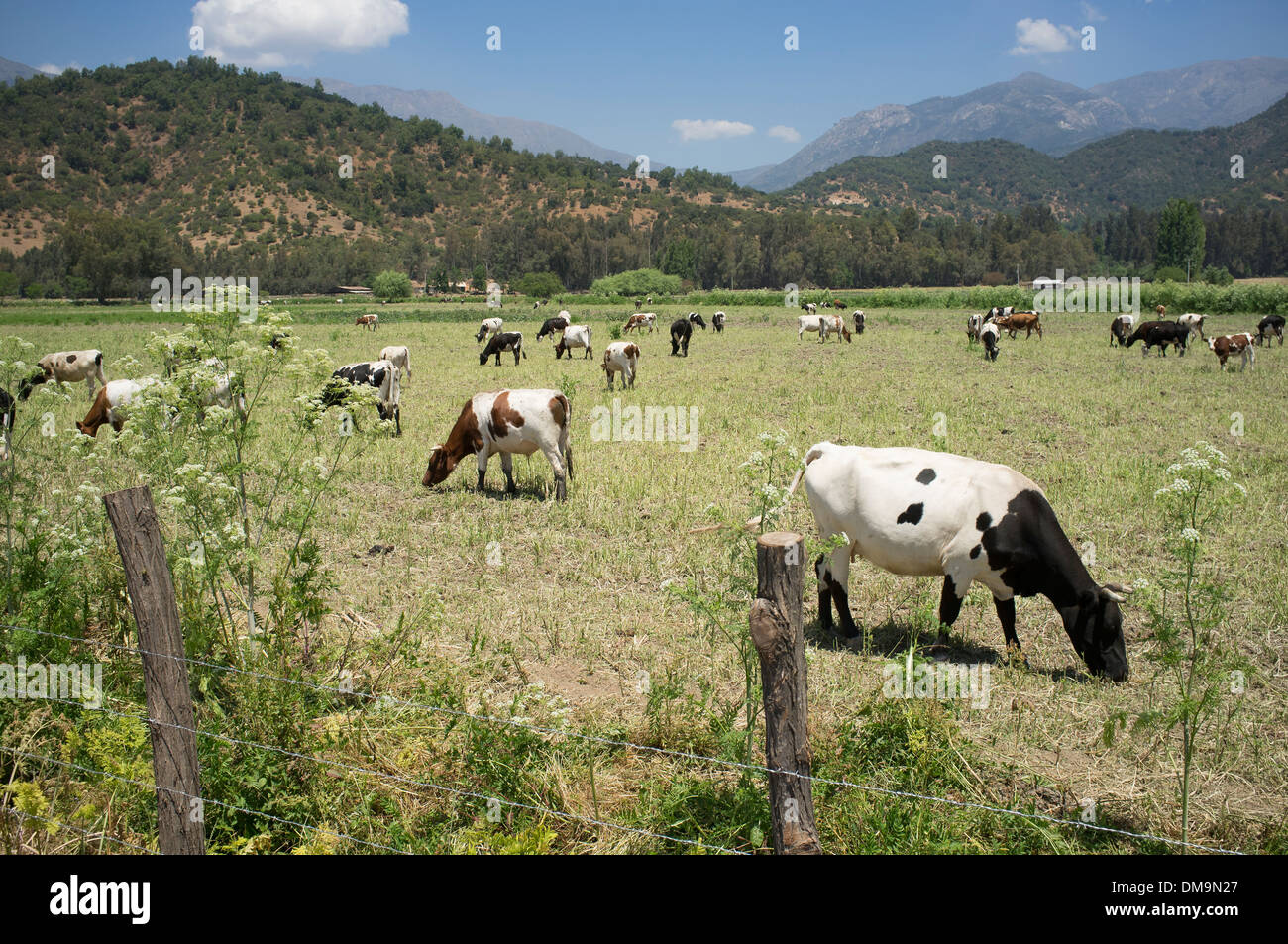 Le pâturage du bétail au pâturage durant l'été Banque D'Images