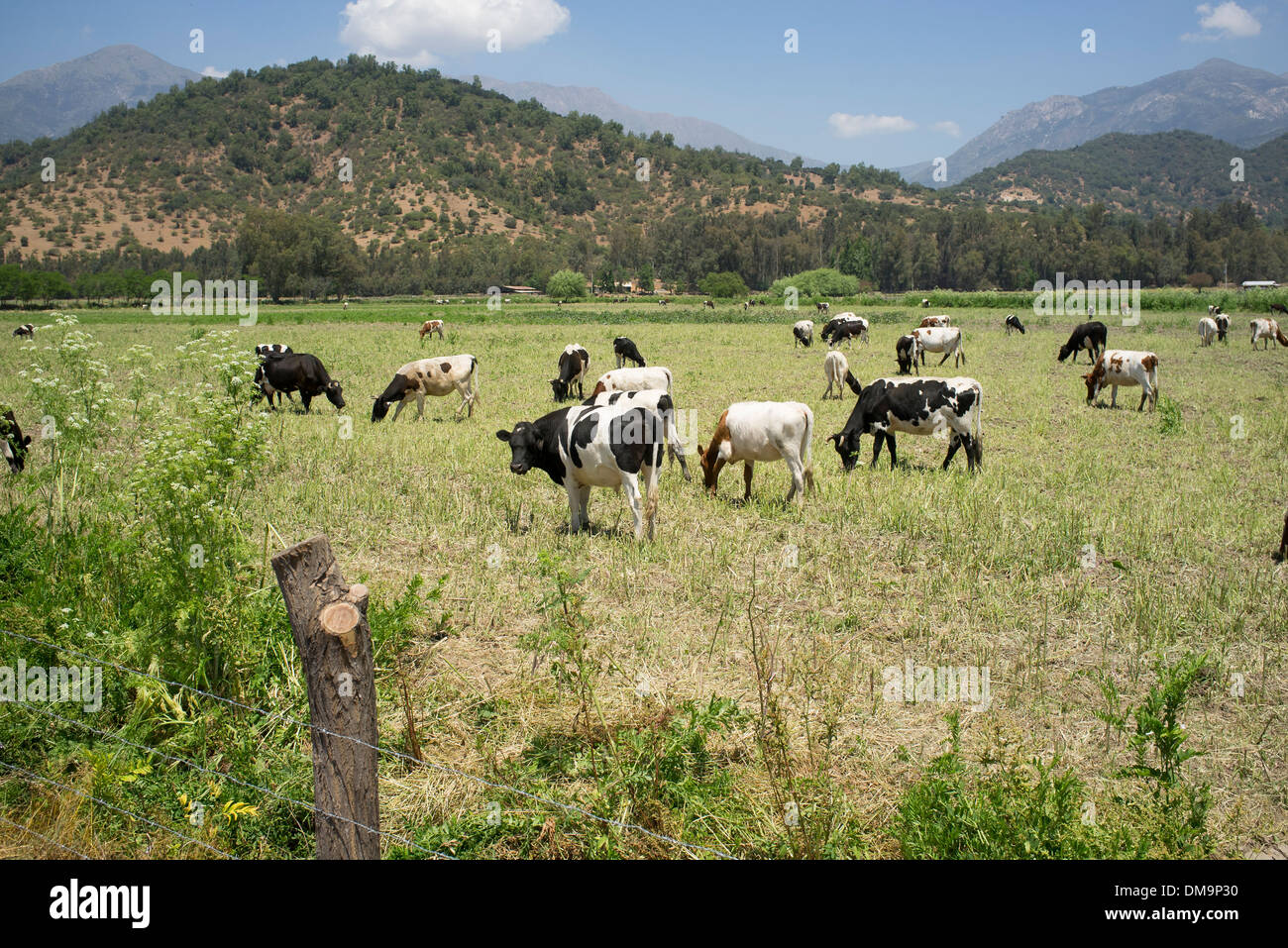Le pâturage du bétail au pâturage durant l'été Banque D'Images