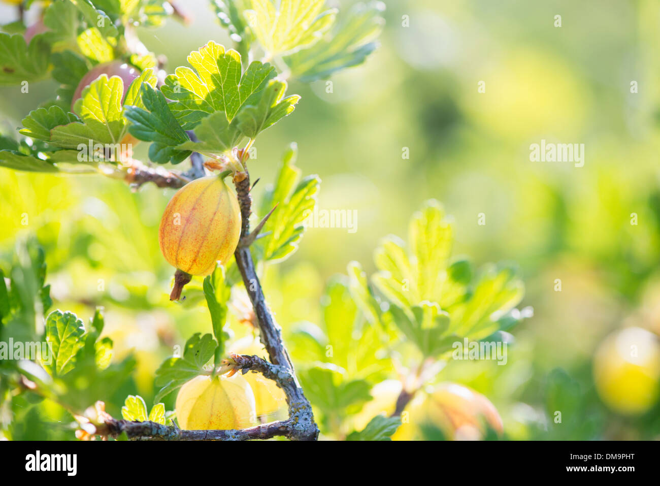 Groseille (Ribes uva-crispa) sur bush in garden Banque D'Images