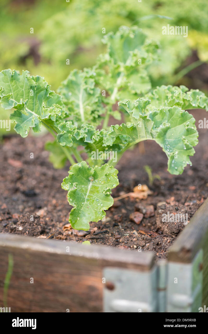 De plus en plus de légumes dans le jardin lit de légumes Banque D'Images