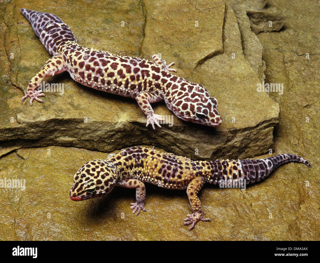 Leopard geckos sur rock Banque D'Images