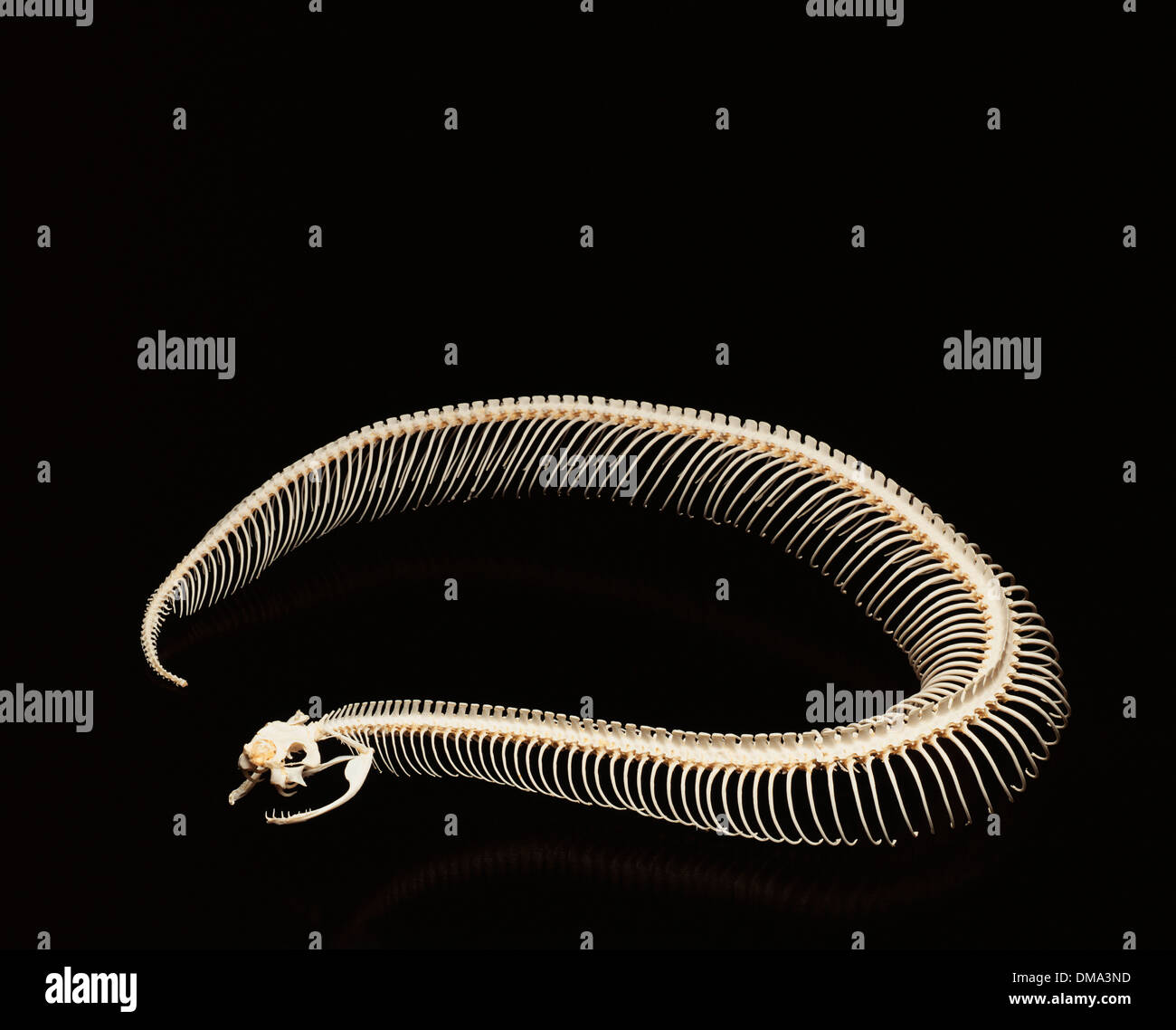 Gaboon Viper Skeleton Banque D'Images