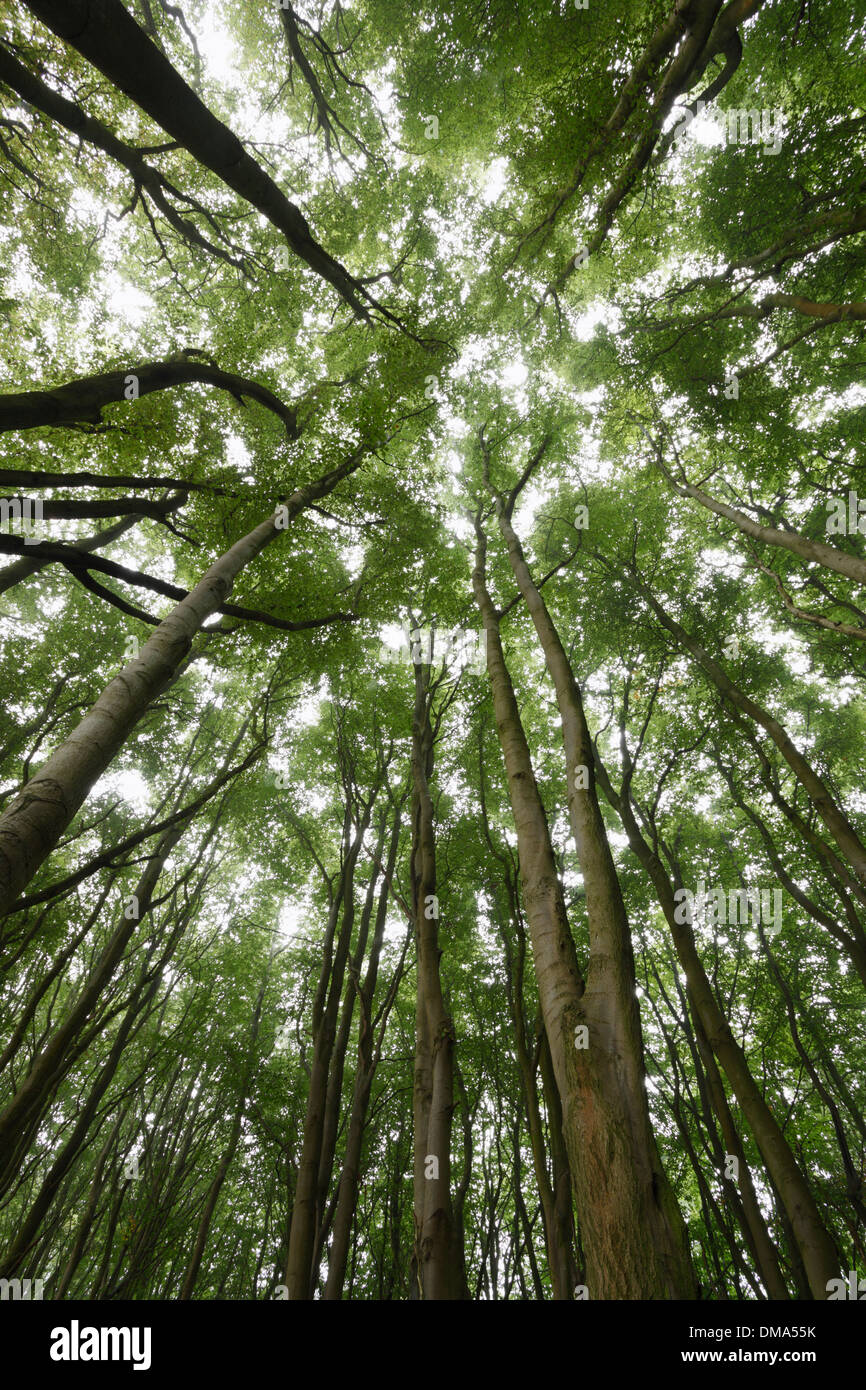 Bois de hêtre en été. Avant de bois, de Somerset. UK. Banque D'Images