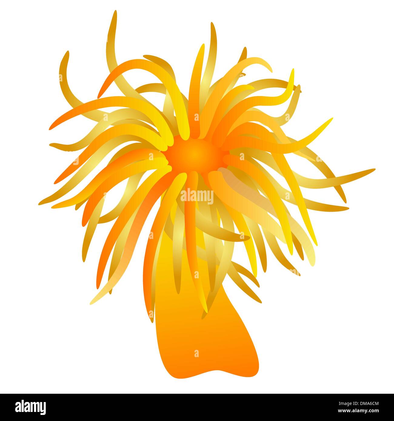 Vector - orange anémone de mer Illustration de Vecteur