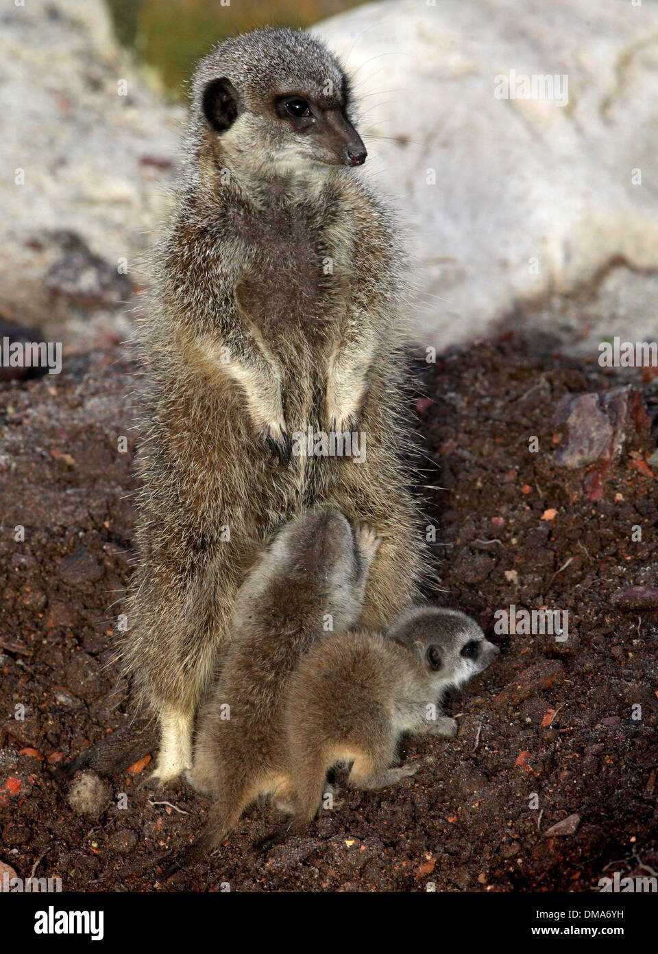Meerkat d'oursons qui sont nés de maman Annie. Nov 12 2013. Les chiots que l'on croit être un homme et une femme sont d'environ deux semaines. Banque D'Images