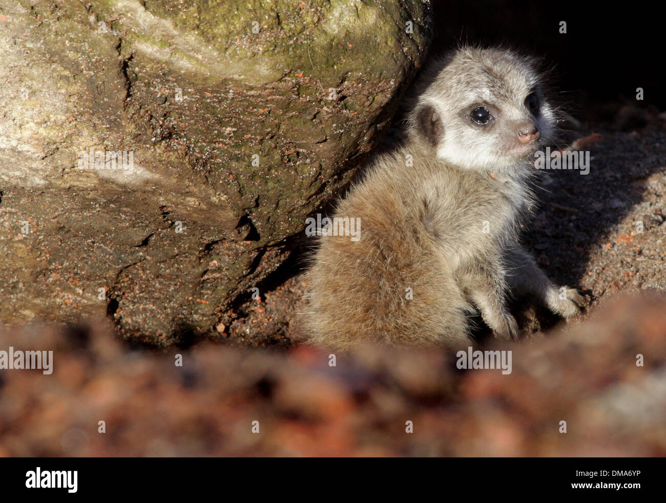 Meerkat d'oursons qui sont nés de maman Annie. Nov 12 2013. Les chiots que l'on croit être un homme et une femme sont d'environ deux semaines. Banque D'Images