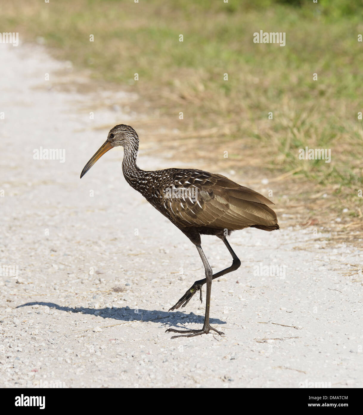 Oiseau Limpkin traversant une route de terre Banque D'Images