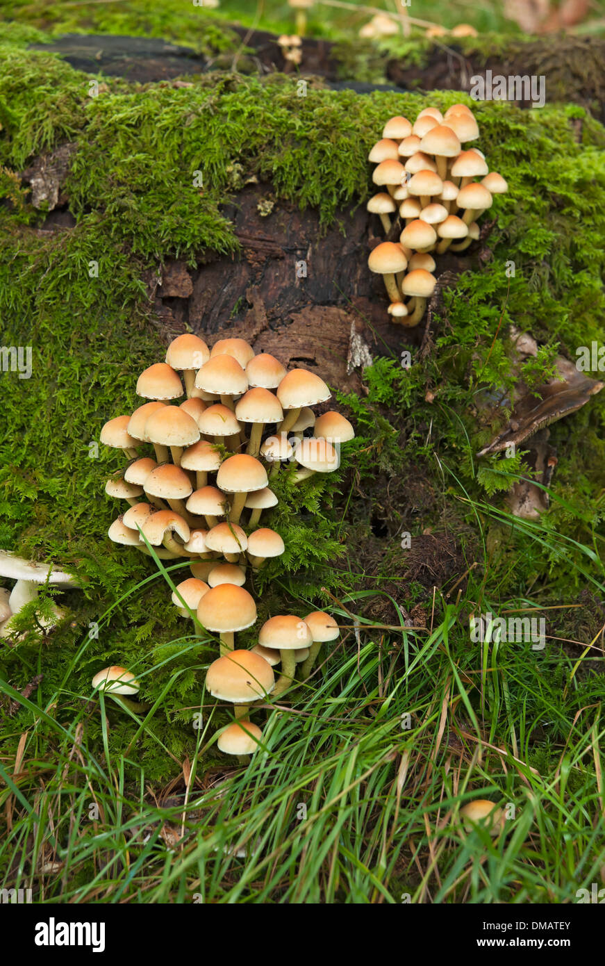 Gros plan sur le champignon Hypholoma fasciculare qui pousse sur la souche d'arbre Angleterre Royaume-Uni Grande-Bretagne Banque D'Images