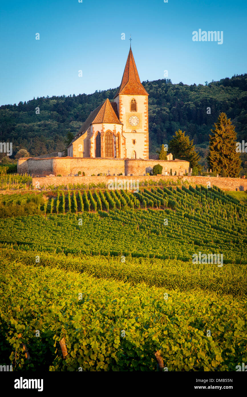 À l'aube du 15ème siècle Eglise de Saint Jacques, entouré par les vignobles de Grand Cru à Hunawihr, Alsace France Banque D'Images