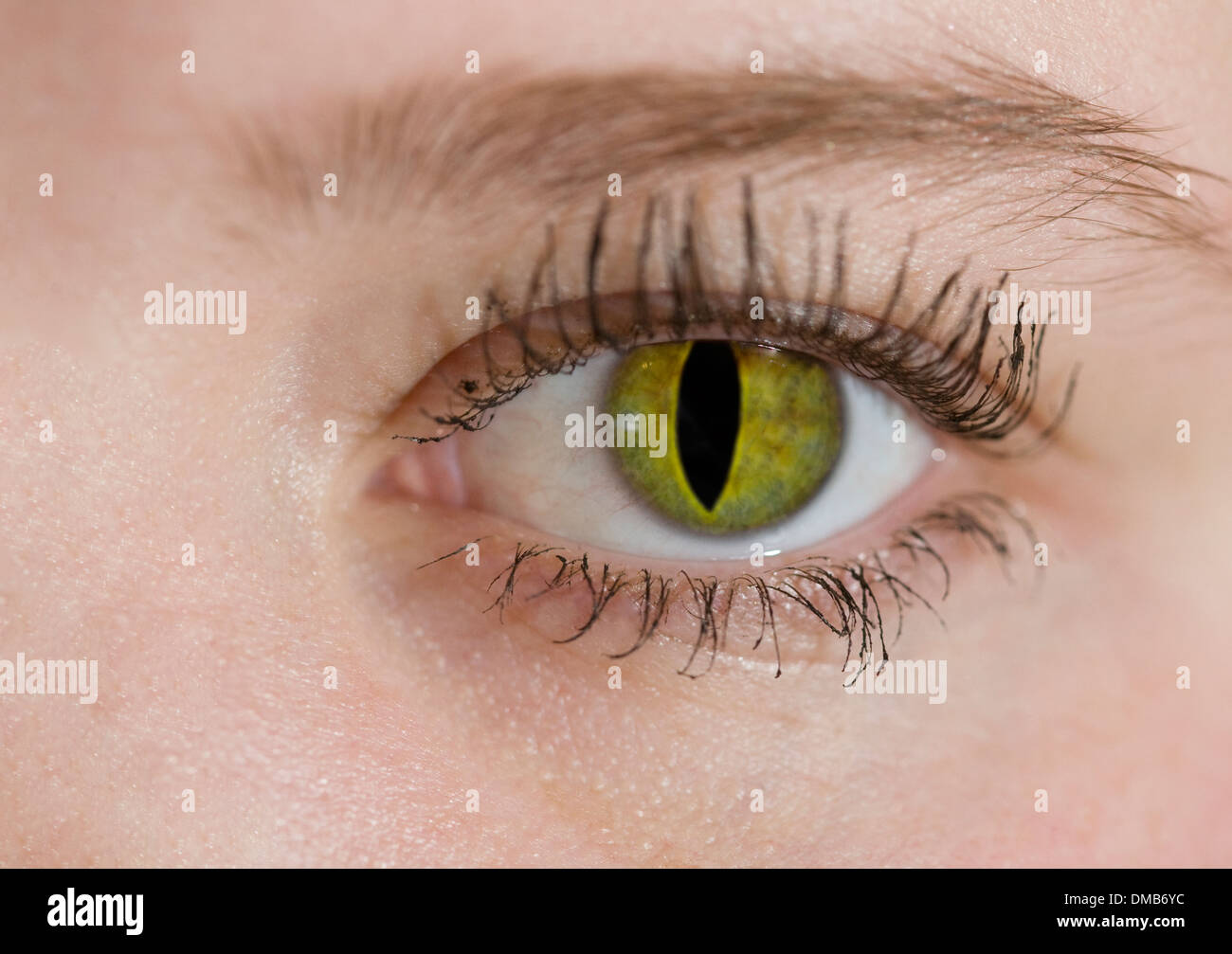 Un œil Humain Avec L Iris D Un Chat Photo Stock Alamy Un œil Humain Avec L Iris D Un Chat Photo Stock Alamy