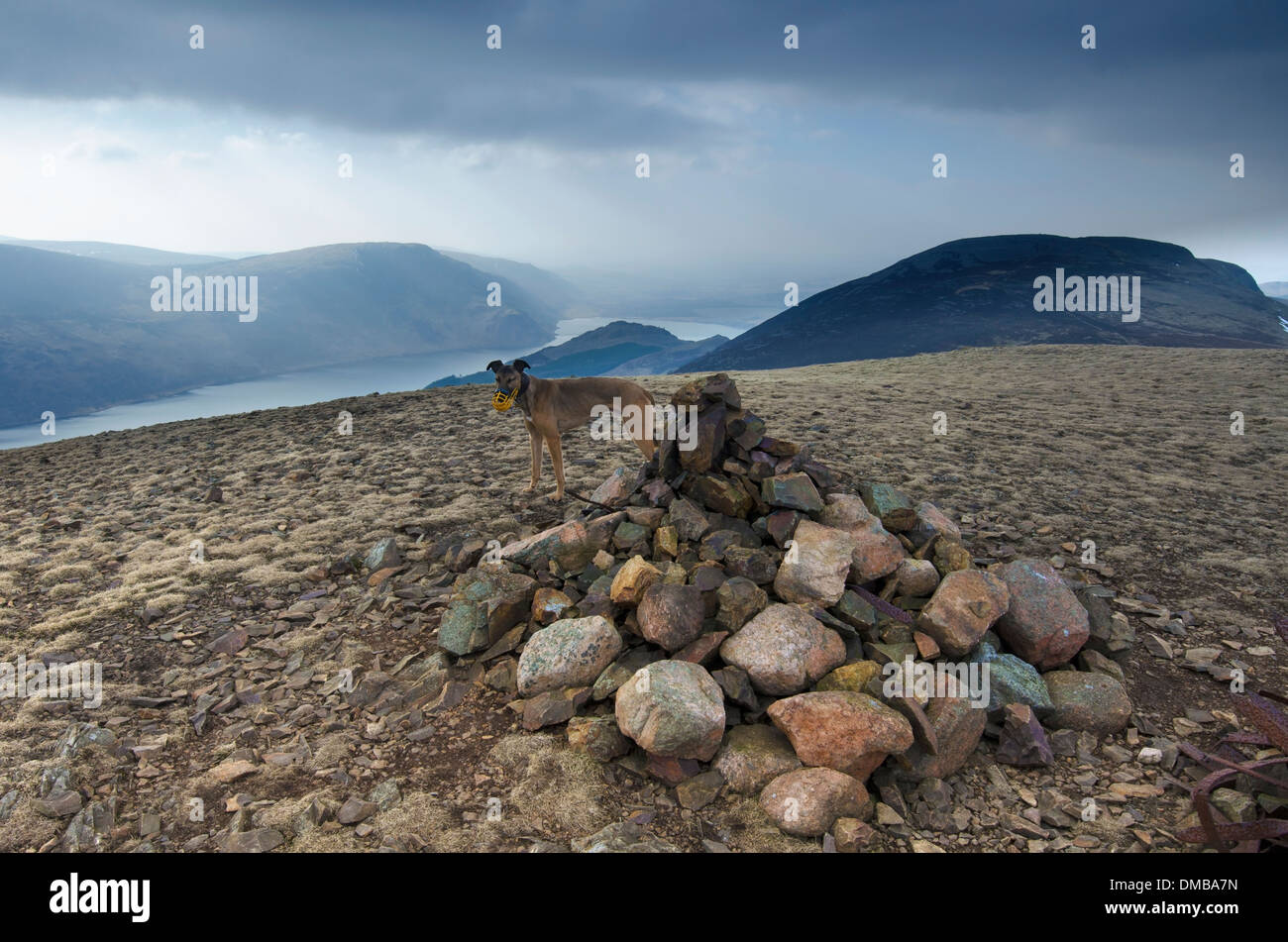 Un chien muselé sur petit sommet Dodd, Lake District, Cumbria, Angleterre. Ennerdale Lake sur la gauche, une grande charge en arrière-plan. Banque D'Images