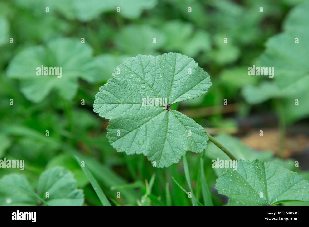 Close-up of plant life Banque D'Images