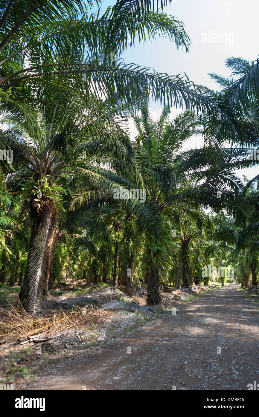 Les plantations de palmiers africains au Costa Rica. Originaire d'Afrique de l'Ouest, Elaeis guineensis a été planté dans les années 1940 par la United Fruit Co. Banque D'Images
