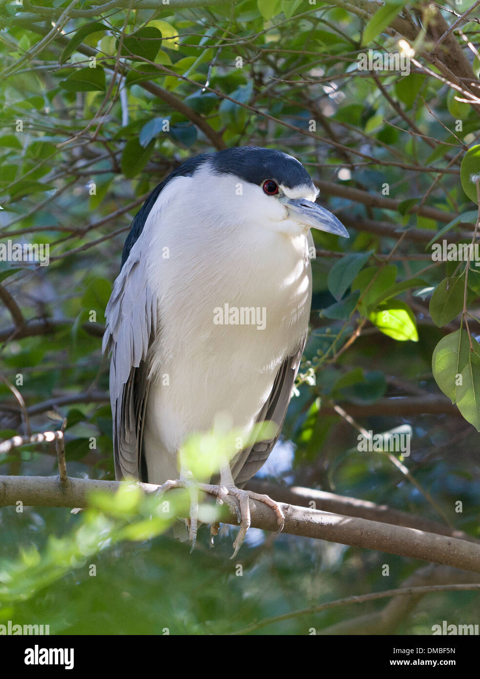 Bihoreau gris noir Banque D'Images