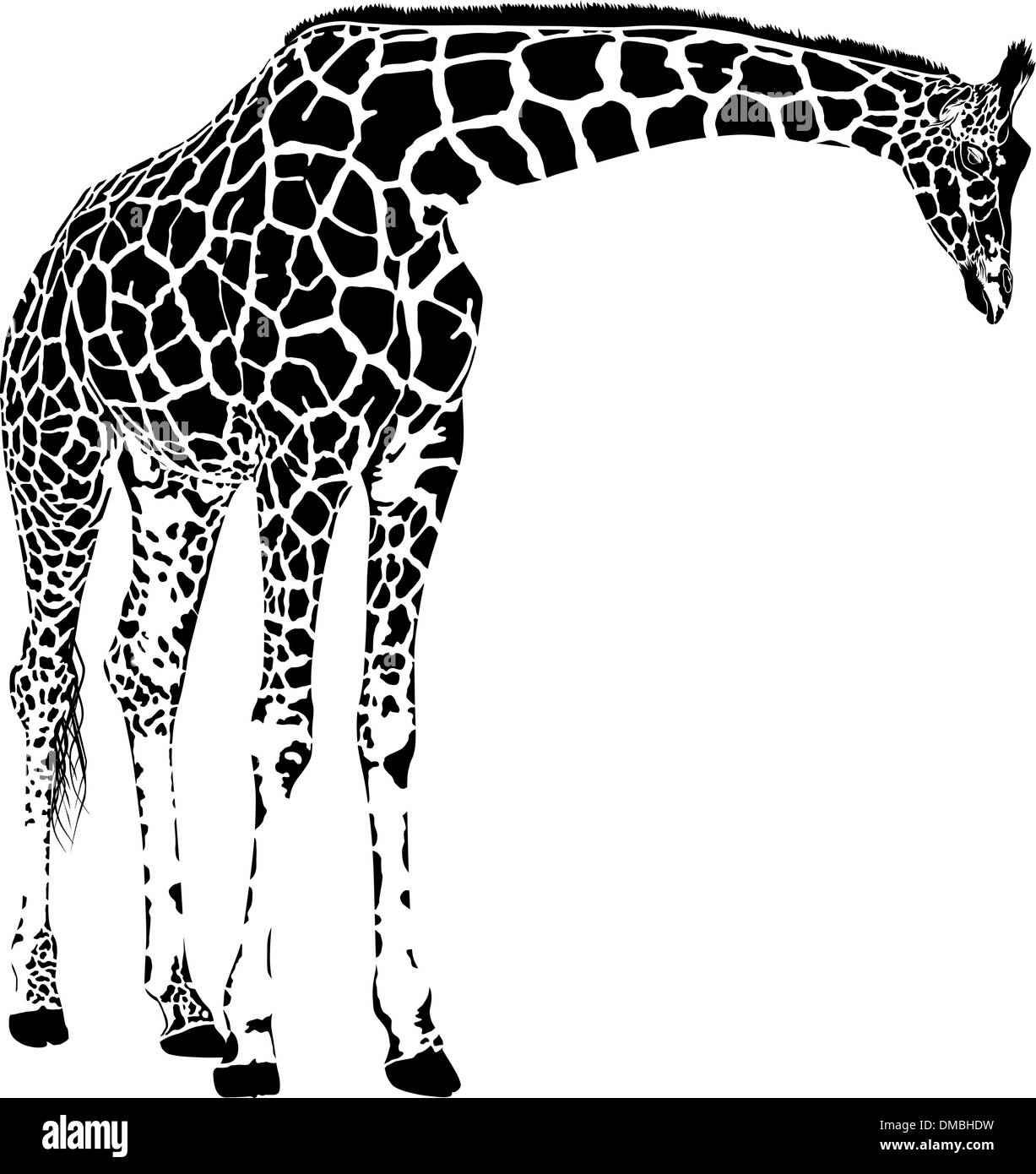 vecteur de la girafe Illustration de Vecteur