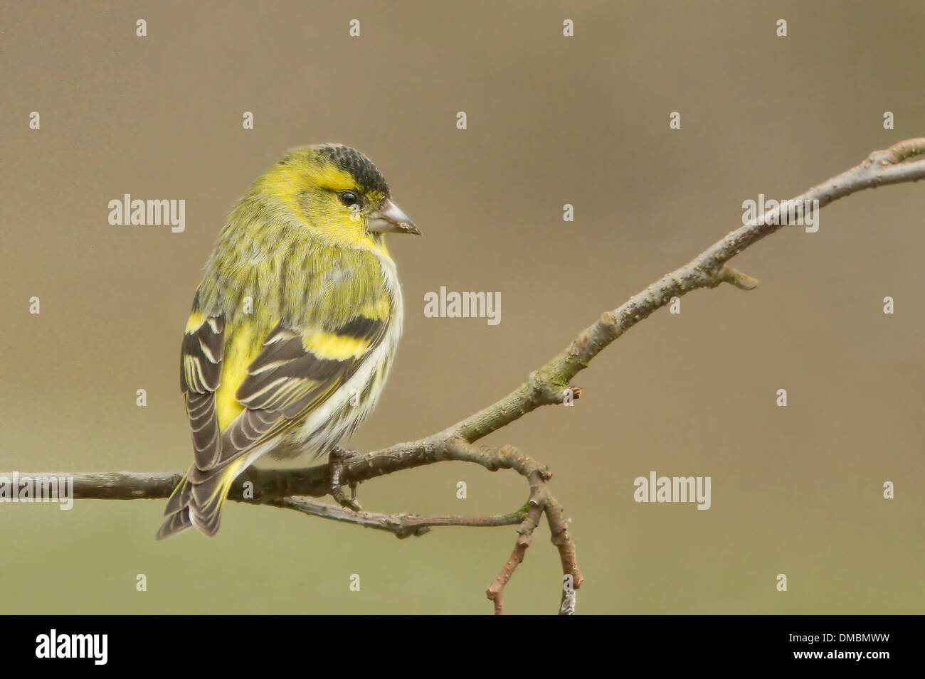 Perché sur une branche siskin Banque D'Images