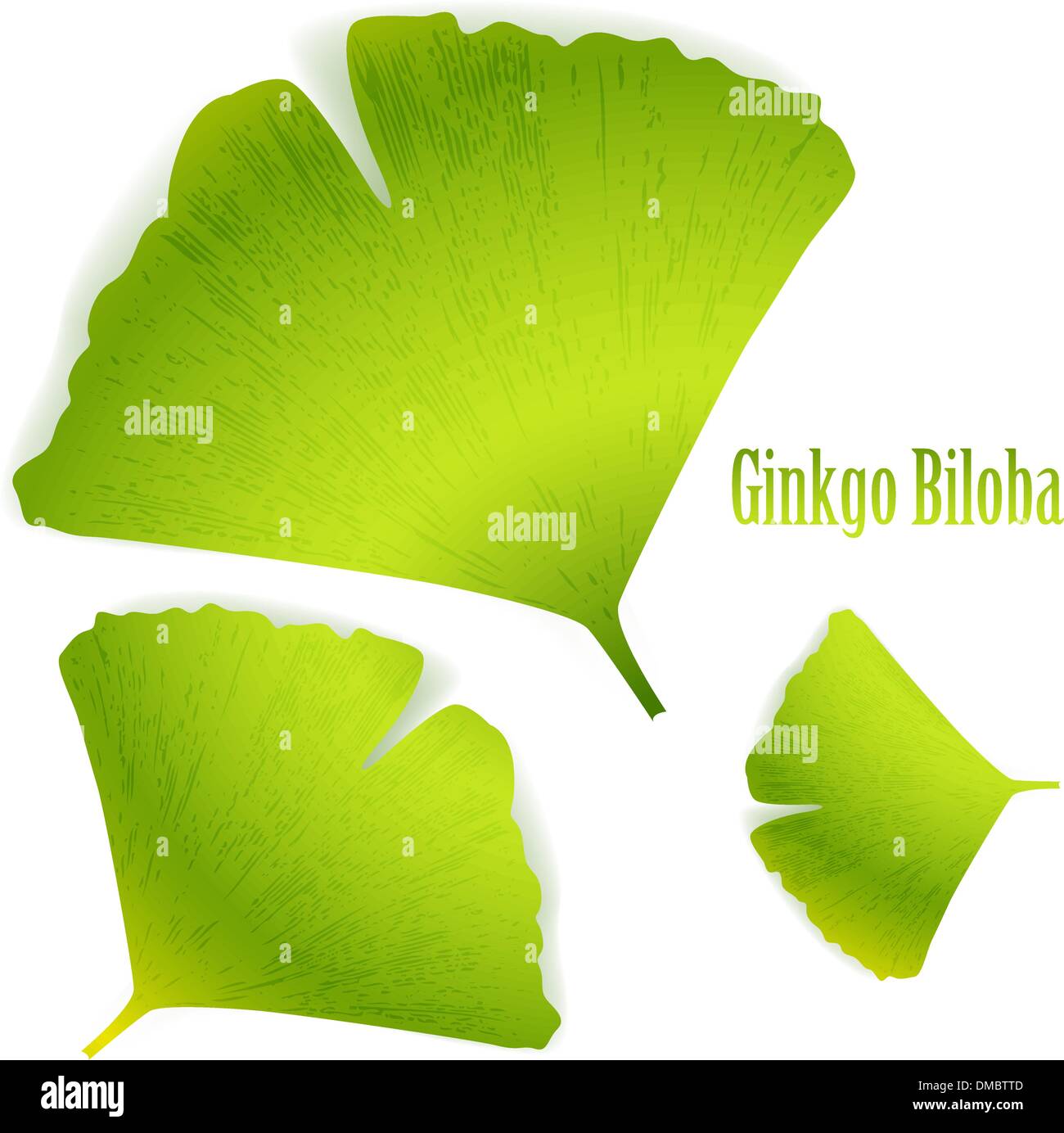 Ginkgo Biloba Illustration de Vecteur