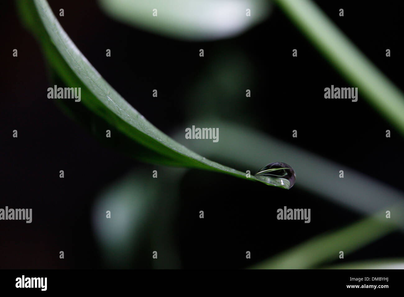 Gouttes, macro, Close up, de l'eau, chute, mouillé, humide, doux, vert, les plantes, les feuilles, les feuilles Banque D'Images