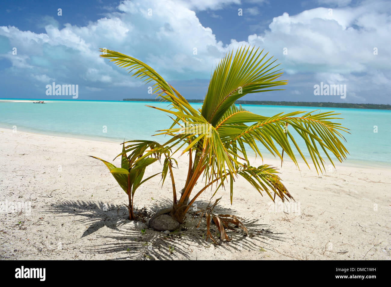 Bebe Palmier Banque D Image Et Photos Alamy Bebe Palmier Banque D Image Et Photos Alamy