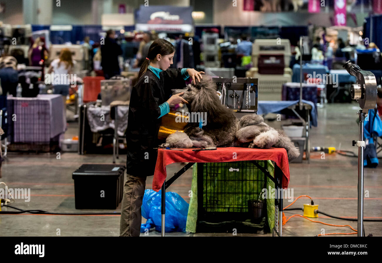 Orlando, Floride, USA. 13 Décembre, 2013. ALEX HERMAN palefreniers Cody, un caniche royal, pendant les heures d', affiliés à l'AKC kennel montre dans la semaine de préparatifs à l'American Kennel Club/Eukanuba National Championships le 14 déc. et 15. Crédit : Brian Cahn/ZUMAPRESS.com/Alamy Live News Banque D'Images