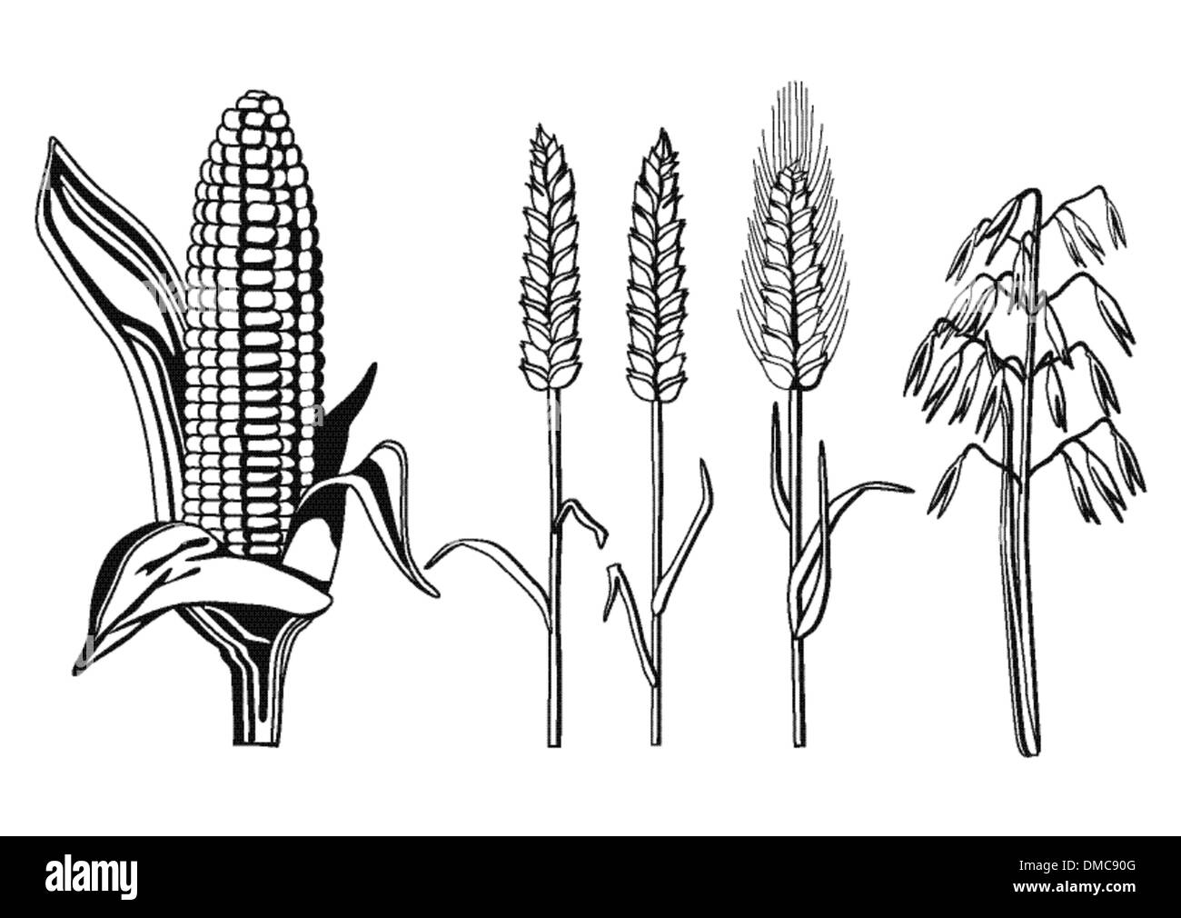 Variétés de céréales Illustration de Vecteur