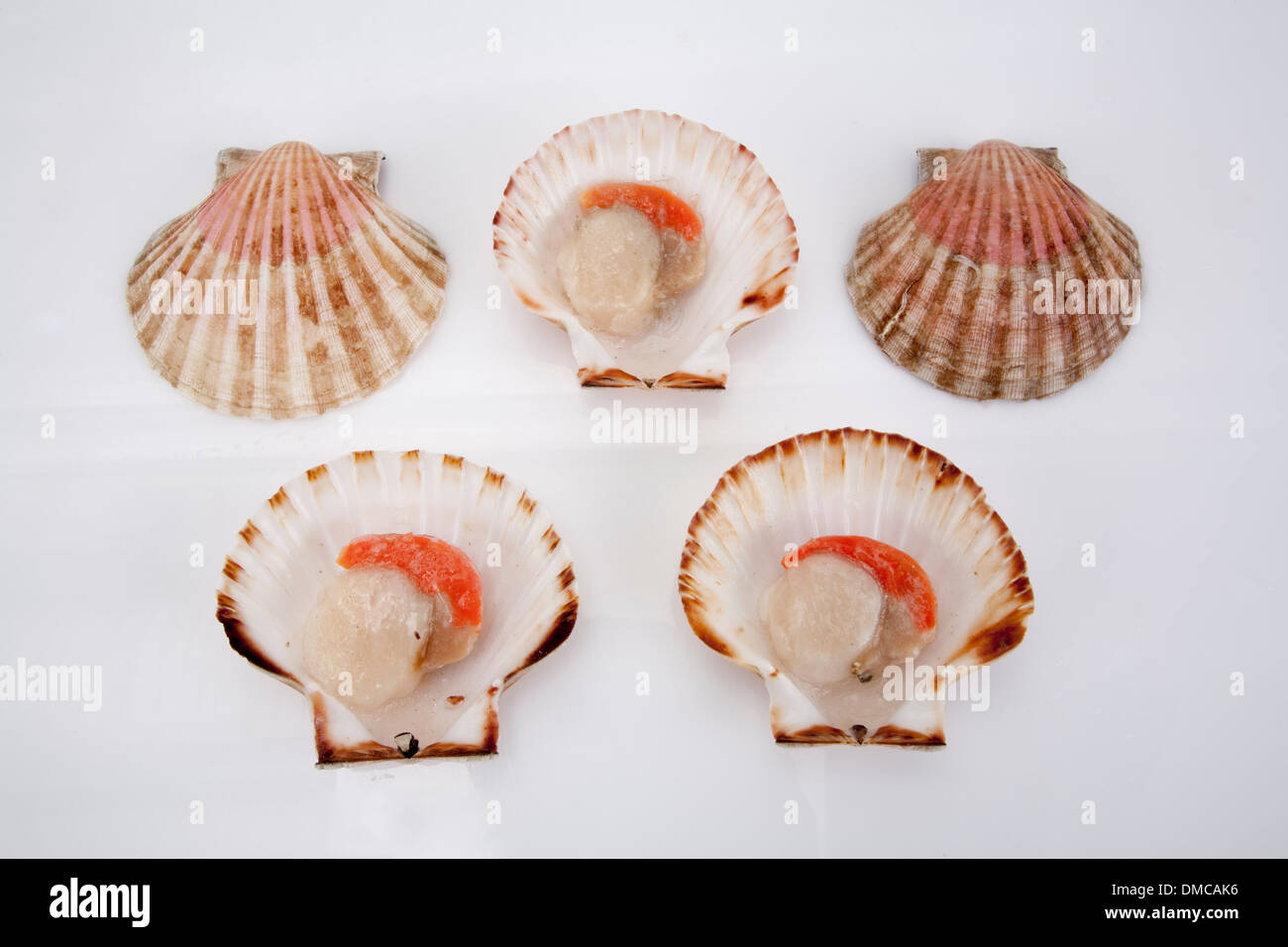 Les aliments crus coquille de fruits de mer crus manger achat vente de produits de nutrition cuisine restaurants de cuisine repas plat plaque art divers Banque D'Images