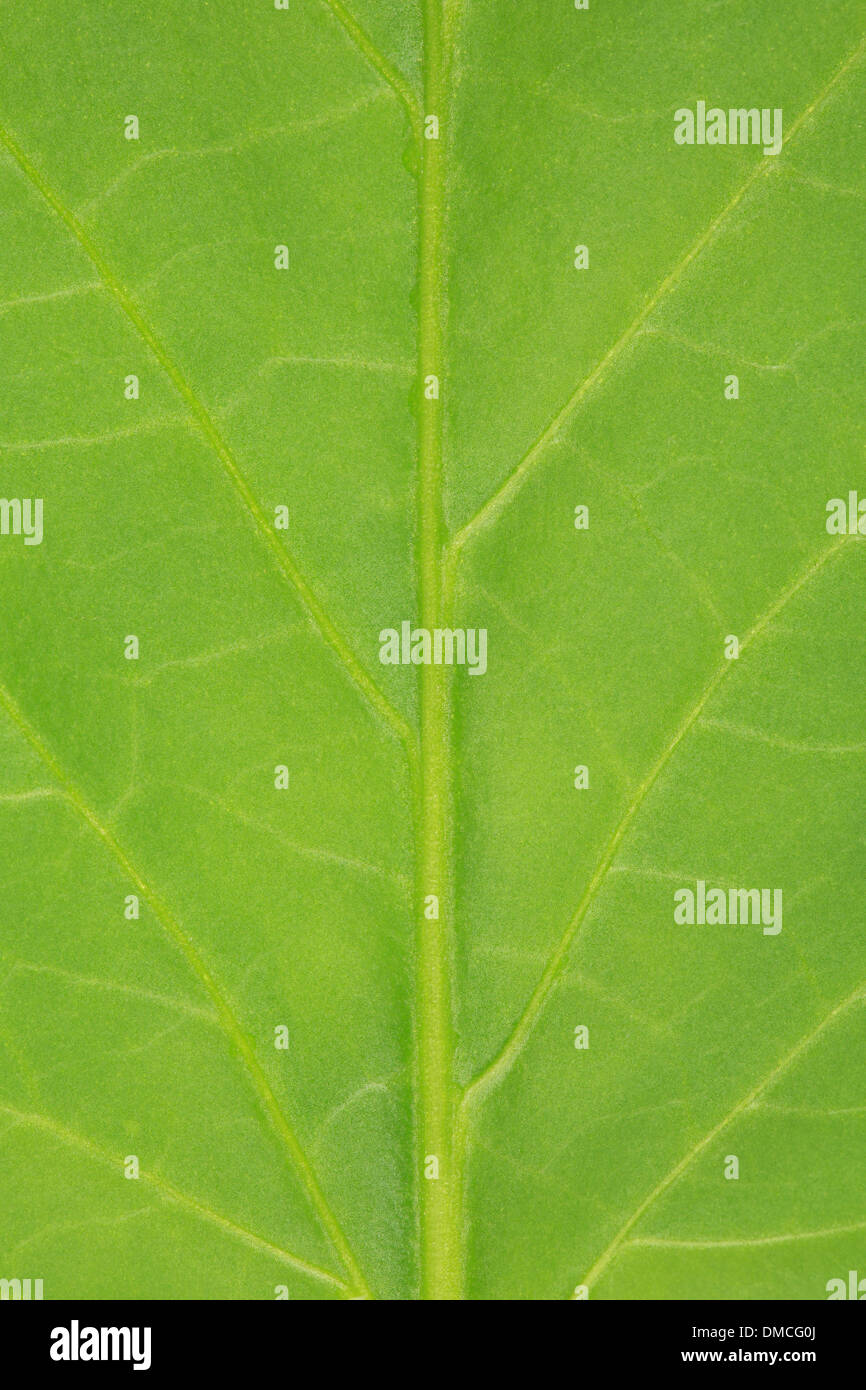 Feuille d'un plant de tomate avec l'exemplaire de l'espace pour votre propre texte Banque D'Images