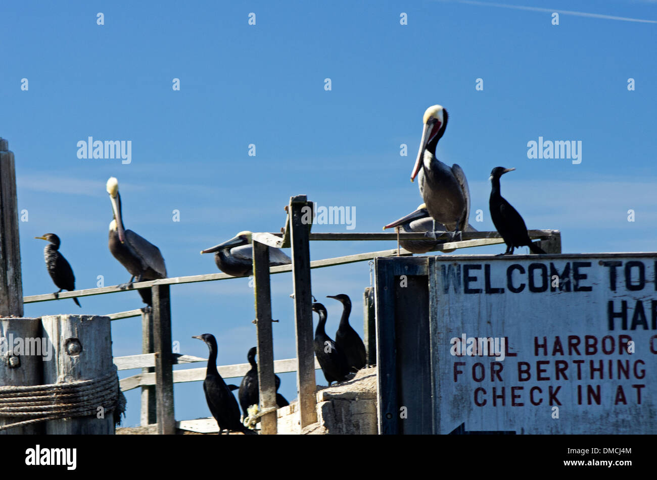 Elk Horn Slough, pélicans et cormorans Bienvenue au port de plaisance Banque D'Images