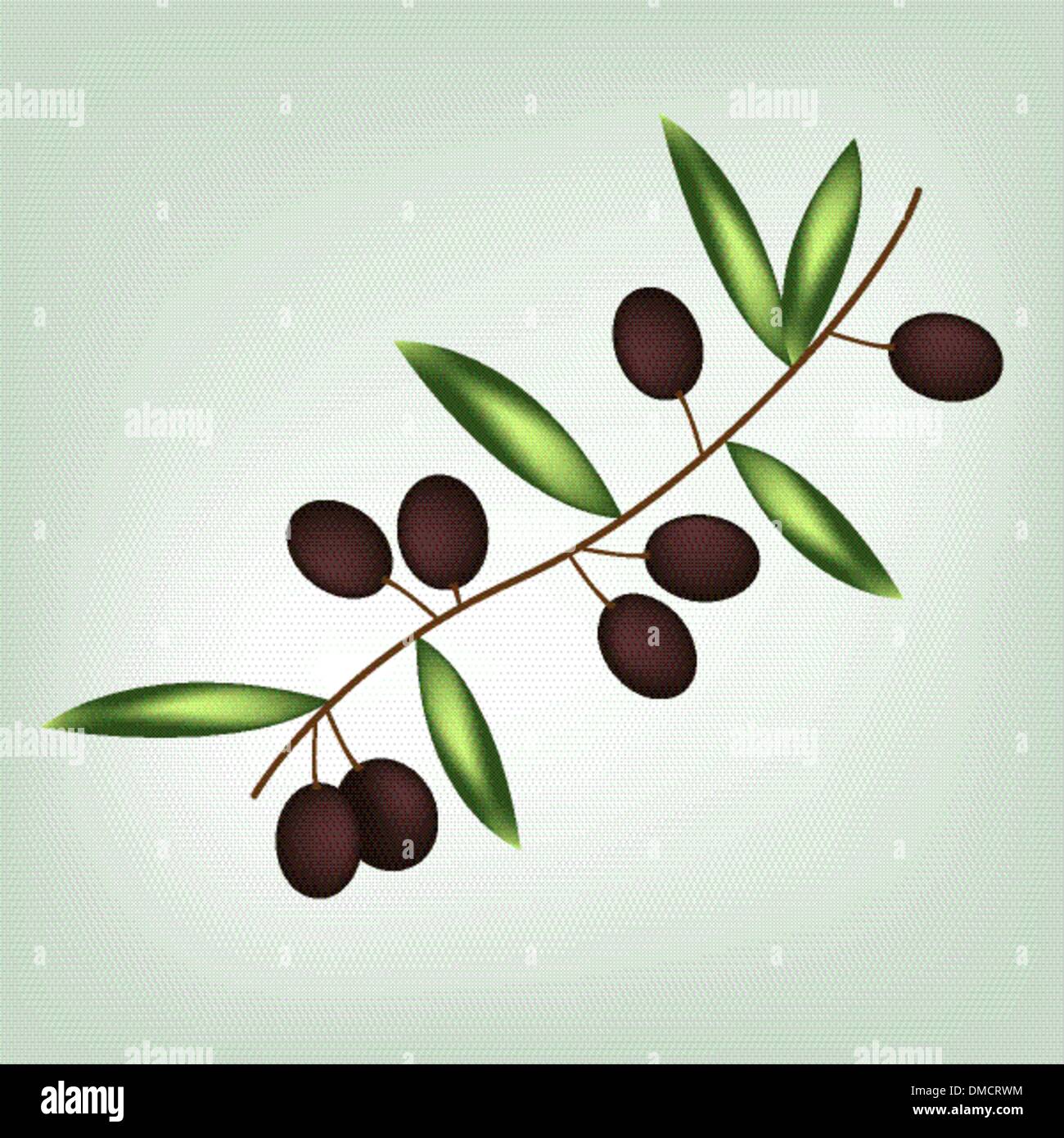 Brunch d’olive Illustration de Vecteur