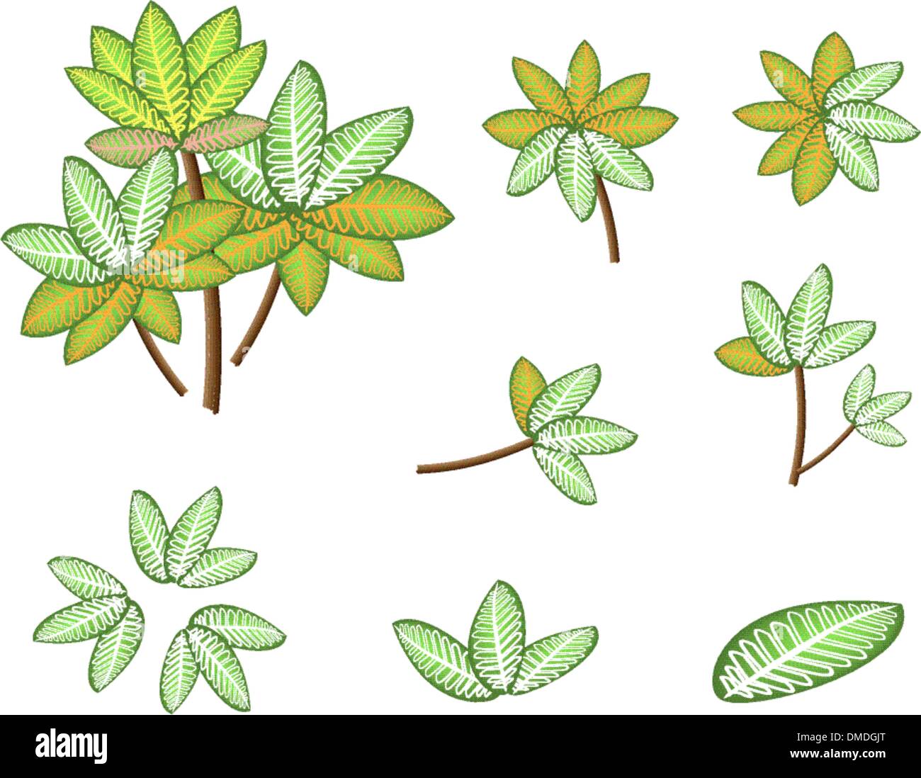 Un ensemble de Dieffenbachia Picta Plante Marianne isométrique Illustration de Vecteur