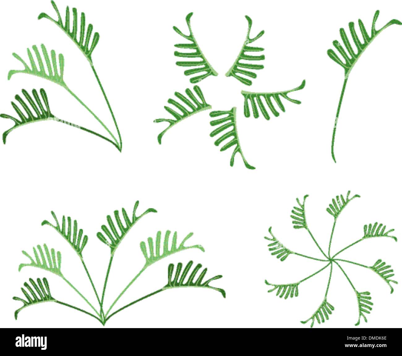 Un ensemble de Philodendron Feuilles sur fond blanc Illustration de Vecteur