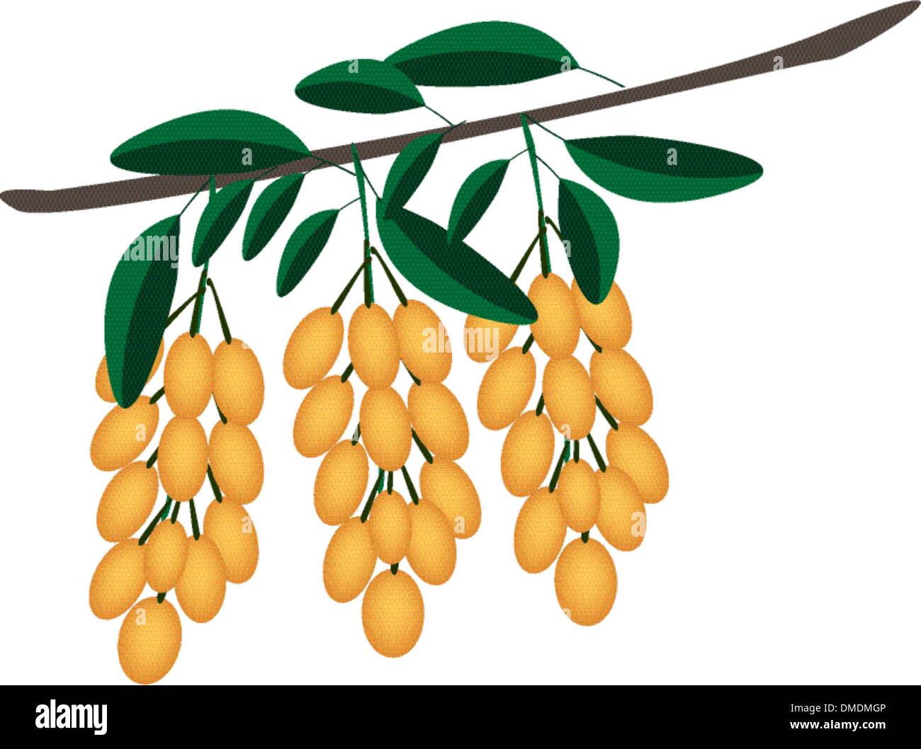 Juteux frais raisin birman sur bouquet d'arbres Illustration de Vecteur