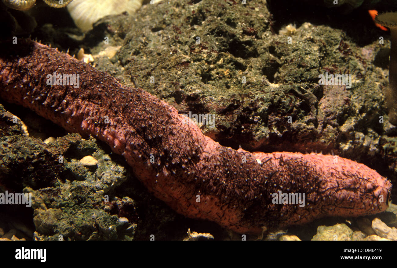 Concombre de mer comestibles (Holothuria edulis) Banque D'Images