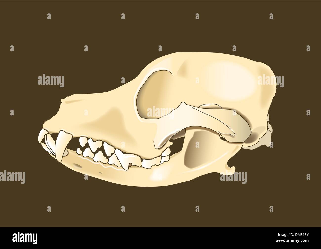 Latérale crâne de chien Illustration de Vecteur
