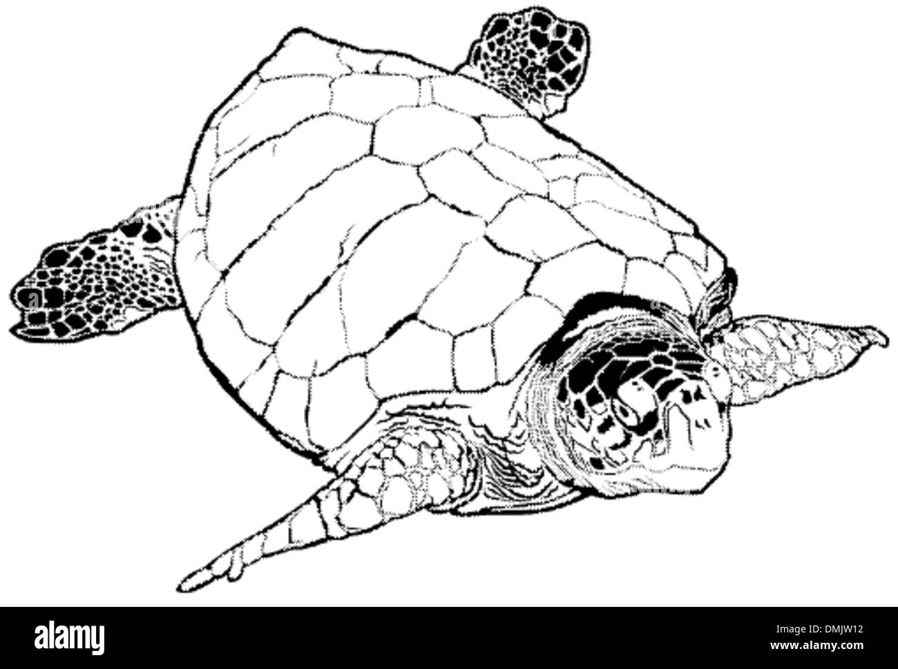 Tortue de mer Illustration de Vecteur