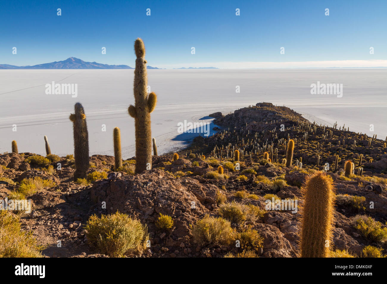 L'île de Incahuasi au milieu de Salar de Uyuni, Bolivie Banque D'Images