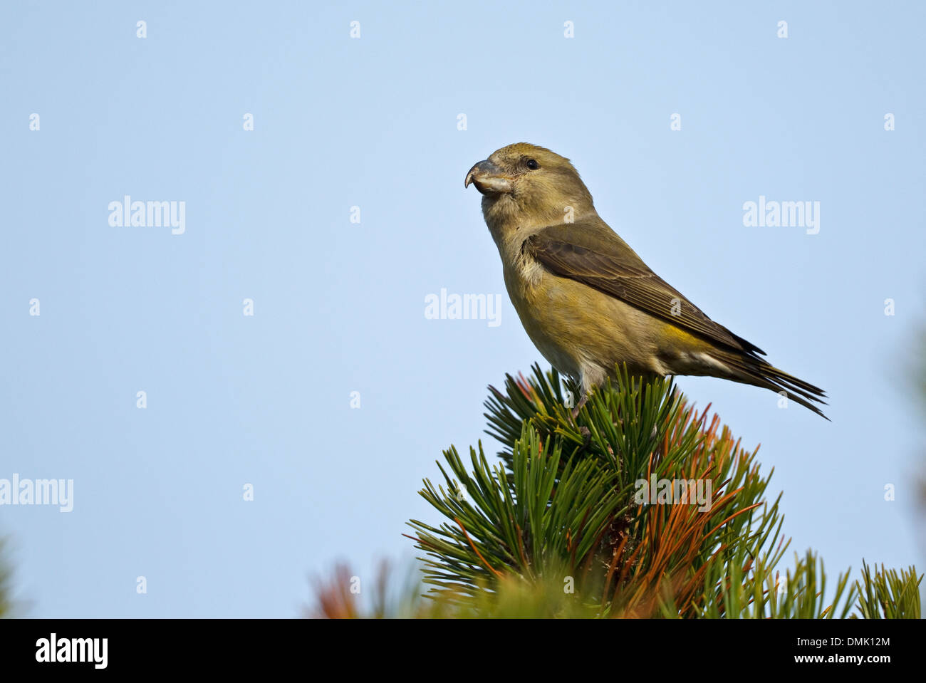 Bec-croisé des sapins (Loxia pytyopsittacus Parrot) Banque D'Images